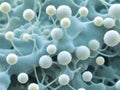 Molecules of candida auris fungal infection,macro