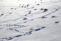 Molehill and animal tracks in snow Royalty Free Stock Photo