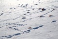 Molehill and animal tracks in snow