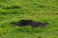 Molehill on a grassy field