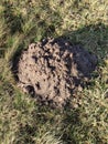 Molehill on the field in Poland