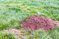 Molehill in a garden