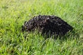 Molehill at a grass garden meadow close-up