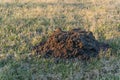 Molehill On Grass In Winter