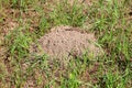 Molehill made in middle of field completely surrounded with green grass and dry soil
