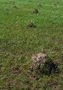 Molehill on the meadow Royalty Free Stock Photo