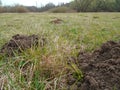 Molehill on the meadow Royalty Free Stock Photo