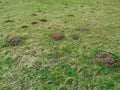 Molehill on the meadow Royalty Free Stock Photo