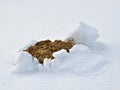 Molehill in snow