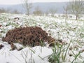 Molehill in the snow Royalty Free Stock Photo
