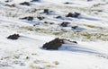 Molehill in snow in wintertime Royalty Free Stock Photo
