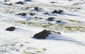 Molehill in snow in wintertime