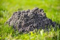 Molehills. Damaged lawn it is result of European Mole activity. This pest is also known as Talpa Europaea