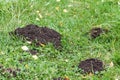 Molehills in the garden path, mole problem Royalty Free Stock Photo