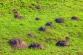 Molehills on the meadow Royalty Free Stock Photo