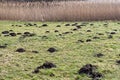 Molehills in meadow in the German countryside