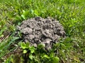 Molehills are relatively small domed mounds or mounds in the form of truncated cones formed as a result of the accumulation of bri