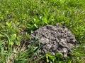 Molehills are relatively small domed mounds or mounds in the form of truncated cones formed as a result of the accumulation of bri