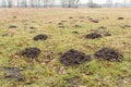 Molehills in a rural meadow, emphasizing soil disturbance and animal activity in a natural environment Royalty Free Stock Photo