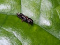 Molehopper On Leaf Of Jasmine Plant