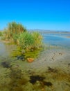 Molentargius pond on a clear day