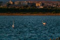 Molentargius by the sunset , sea reflection, Flamingo Royalty Free Stock Photo