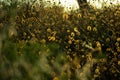 Molentargius by the sunset sunrays,summer, dry vegetation