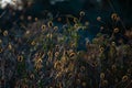 Molentargius by the sunset sunrays,summer, dry vegetation