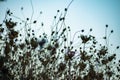 Molentargius by the sunset sunrays,summer, dry vegetation