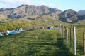 Molesworth valley, picturesque New Zealand Royalty Free Stock Photo