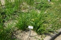 Molinia caerulea grows in July. Potsdam, Germany.