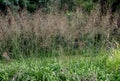 Molinia caerulea subsp. arundinacea Transparent plants border