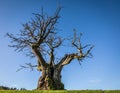 Mollestadeika, Oak Tree, one of the largest trees in Norway Royalty Free Stock Photo