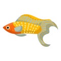 Mollies fish aquarium water animal nature and vector underwater aquatic art. Tropical illustration fish with tail and fin.