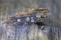 Mollisia cinerea, the Common Grey Disco, is a wood-rotting cup fungus most frequently found on dead hardwood