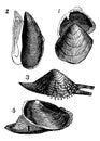 Mollusc. 1. Nutlet; 2. Mold; 3. From Warty; 4. Anodonta ducks, vintage engraving