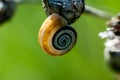 Mollusc portrait banded snail