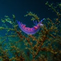 Mollusc purple Royalty Free Stock Photo