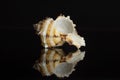 Mollusc sea shell isolated on black glass Royalty Free Stock Photo