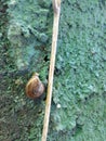 Mollusca climbing on the wall in daytime