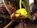 Mollusca hang on ripen leave