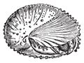 Mollusca, vintage illustration