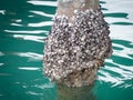 Molluscan borers or shellfish can seen on the stumps of bridge piers. Royalty Free Stock Photo