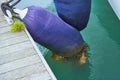 Molluscs, overgrown fender suspended between a boat and dockside for protection. Maritime fenders