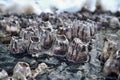 Molluscs on a rock on the beach