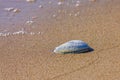 Molluscum on the beach