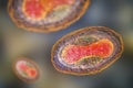 Molluscum contagiosum virus, 3D illustration