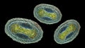 Molluscum contagiosum virus, 3D illustration