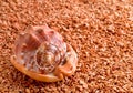 Mollusk brown shell Royalty Free Stock Photo