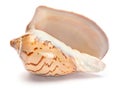 Mollusk brown shell Royalty Free Stock Photo